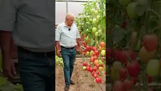 Ультраурожайный томат! Идеальный для засолки! ДОБРАЯ ФЕЯ F1 #сад #дача #огород #семена #томаты