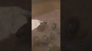 Houbara Bustard chicks ☺️