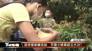 荔枝椿象釀浩劫  平腹小蜂真能立大功? │T-NEWS聯播網
