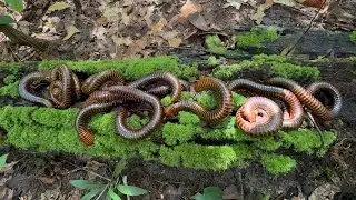 Releasing Giant Millipedes Into a New Forest Habitat &ndash; See How They Adapt to Their New Home!