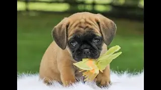 Puggle Puppies for Sale