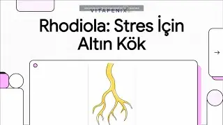 What is the Rhodiola Plant (Golden Root) and What Does It Do? | Benefits, Uses and Effects on Men...