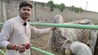dev organic farm bihar patna (9199982021)gir gay ke liye sampark kre