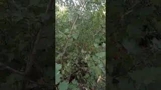шиповник и боярышник