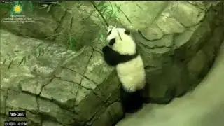 12-11-2015 Bei Bei Slips off Rocks, Pulls Himself Back Up, Twice!