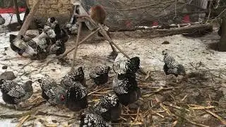 Годування курей віандот срібло, збираю інкубаційні яйця, 0675124856, vino.biz.ua