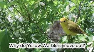Why do yellow warblers move out? (노랑휘파람새는 왜 이사를 갈까요?)