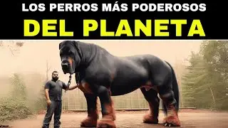 10 Perros M&aacute;s Poderosos Del Mundo