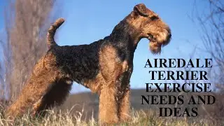 Airedale Terrier Exercise [Needs and Ideas]