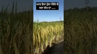 Basmati 1401 variety  &hellip;. 🌾🌾🌾