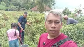 Panen Cabai Merah Keriting, Harganya lagi Anjlok