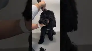GROOMING HACK Using  #wahlclippers #wahlambassador #doggrooming #hacks #dogs #cockapoo #wahlcordless