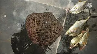 stingray GT grouper barramundi red snapper village fishing