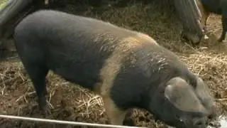 Organic Farming - Free range pigs, how to