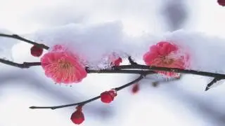[Instrumental] 飞雪玉花 | Snow Jade Flower  (The Legend of Qin 秦时明月 OST)