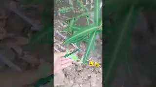 bo bo bo giữ U c&ograve;n bạn th&igrave; sao??😏😏😏