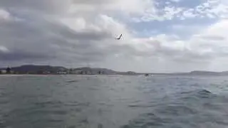 Terrigal Beach Bird Diving Into Water