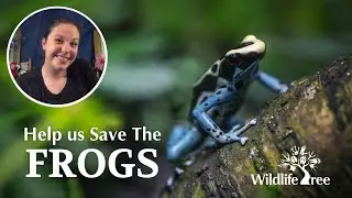 Save the Frogs Day - April 25