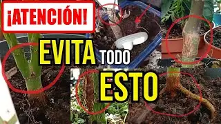 BONSAI - MIRA BIEN ANTES DE COMPRAR UN ARCE PALMATUM