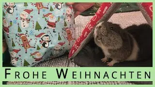 Santa Pig ist da - Bescherung für die Meerschweinchen 🎄
