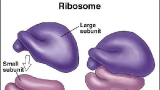 Ribosomes | polysome | types of ribosome | function of ribosomes #ribosome #polysome