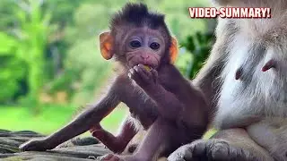 Mix Video Summary Clip! In Loving Memory of Baby Braxton 💕🐵,@monkeynaturekh