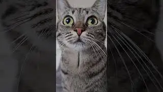 FINALLY! A Sound to Attract Cat That WORKS! ✨