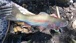 GOLD MEDAL Trout COLORADO Pt 5