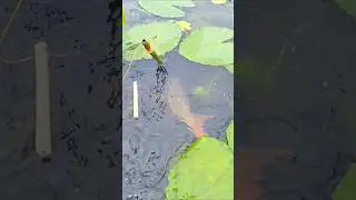 Wow! Amazing Traditional Hook Fishing in Beel water #fish #hookfishing #fishvideo #bigfish #shorts