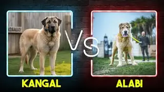 KANGAL VS ALABAI: BATTLE OF THE GUARDIAN GIANTS
