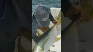 Cajun GT 💪💪💪💪 #fishing #jack #jackcrevalle ##gt