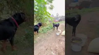 No Mercy! Rottweiler vs Angry Street Dog Turns Intense 😱 #RottweilerMax #StreetDog #short #DogLover