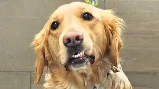 Easiest Groom Ever...For the Most Concerned Golden Retriever