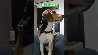 ビーグル犬もも　主に乗り上げる。#beagle #癒し #愛犬