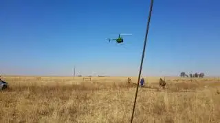 Blesbuck capture.