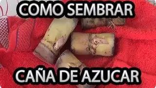 Como Germinar O Plantar La Ca&ntilde;a De Azucar || La Huertina De Toni
