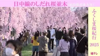 喜多方市・日中線しだれ桜並木　旧国鉄日中線跡を彩る約3キロのサクラの道《ふくしま桜紀行2025》