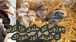 Aseel Chicks Fast Growth Simple Easy  Food | Faisal butt