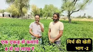 Chilli farming | mirch ki kheti kaise kre? मिर्च की खेती कैसे करें A to Z जानकारी👍कमाई का पूरा सच