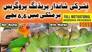Fisher Breeding Progress | Fisher Colony Setup | fisher love birds colony | fisher parrot colony