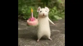 Mouse Videos / Beautyfull rat video