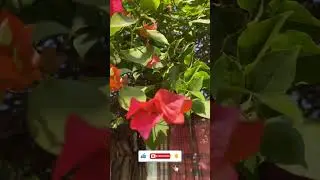 ভাই একটা Subscribe করেন প্লিজ🙏🥹 #short #viral #natural