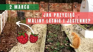 MARZEC w ogrodzie: 2. Cięcie malin jednorocznych i dwuletnich (jesiennych i letnich)