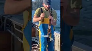 Giant Seaweed: BULL KELP