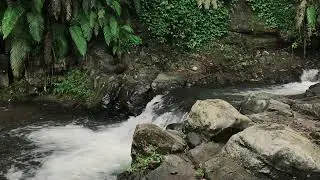 Tranquil Wilderness Water with Healing Sounds for Productivity & Deep Relaxation