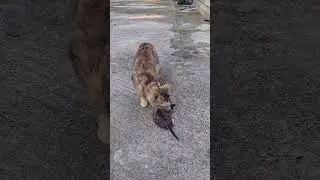 #cover #cat #edms #catcute #cute #workoutmusictv #cuteanimal #motivation #musicproducer #cutecat