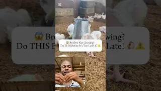 😱 Broilers Not Growing? Do THIS Before It&rsquo;s Too Late! 🐔⚠️ #farmingtips #fowlfiestaacademy