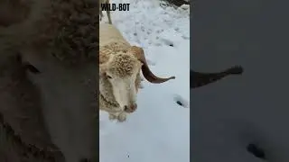 Sheeps of Kashmir #kangra #animals #sheepsheadfishing #sheep #sheepvideos #viralshort