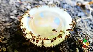 Ants Drinking Time Lapse