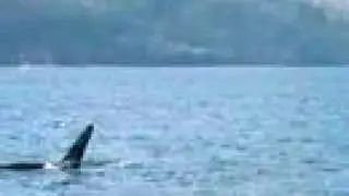 Orcas as seen from the deck of Mapleleaf